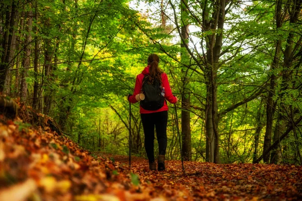 Woman Hiker Trekking Poles Walking Trail Autumn Forest — Fotografia de Stock
