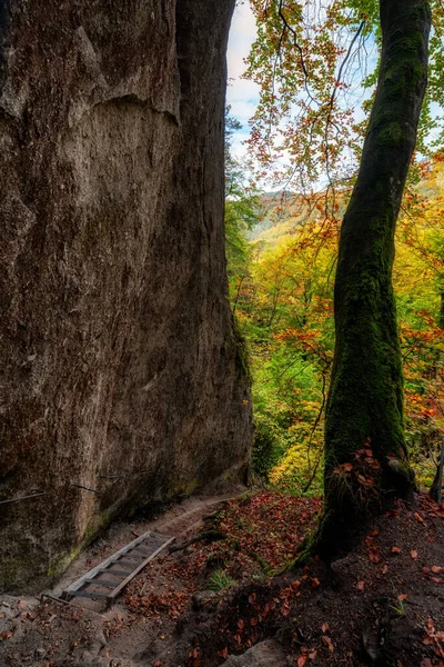 Hiking Trail Ladder Rock Formation Autumn Forest Hiking Trail — 스톡 사진