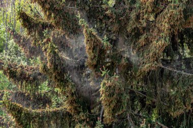 Büyük miktarda polen ağacı. alerjik sezon.