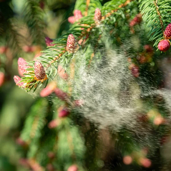 Облачная Пыльца Дерева Аллергический Сезон — стоковое фото