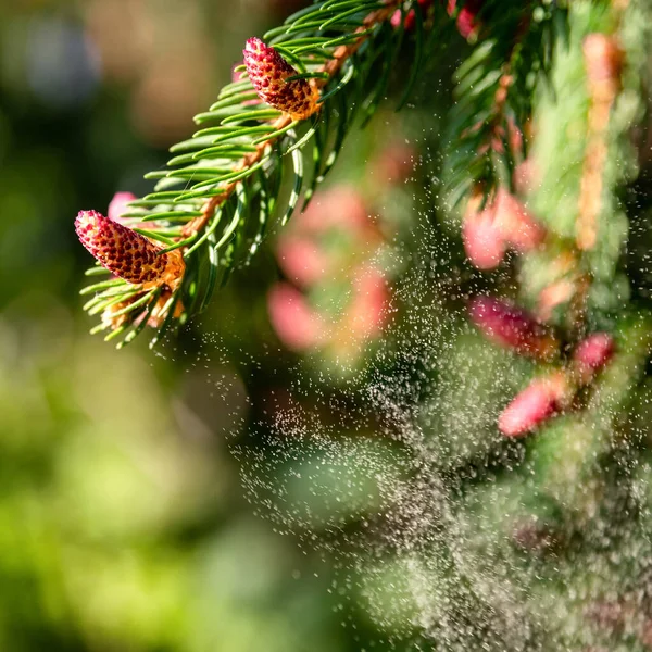 Duża Ilość Pyłku Drzewnego Sezon Alergiczny — Zdjęcie stockowe
