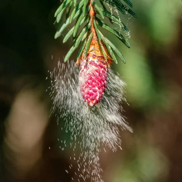 花粉从针叶树上掉下来 过敏症季节 — 图库照片