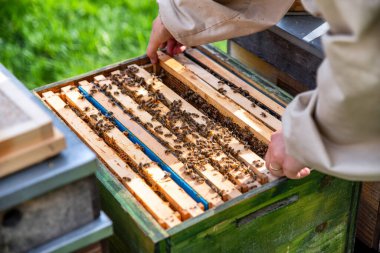 Arı yetiştiricisi arıda. Apiarist arılar ve arı kovanlarıyla çalışıyor.