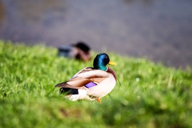 Uyuyan erkek ördek suyun yanındaki yeşil çimlerde.