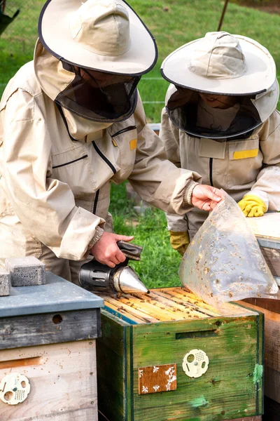 Apiculteurs Sur Rucher Apiaristes Travaillant Avec Les Abeilles Les Ruches — Photo