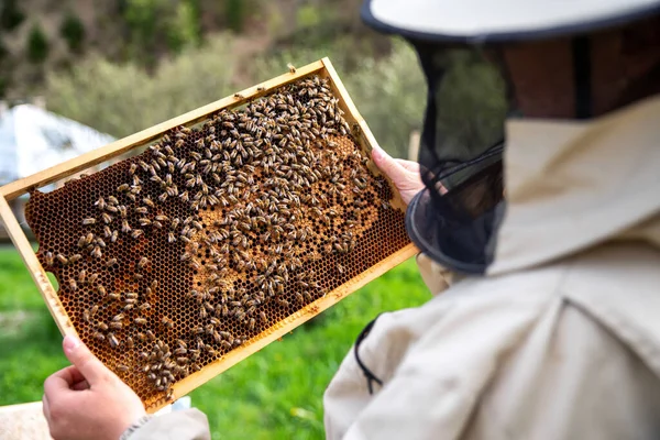 Včelař Ochranném Obleku Vytáhne Medový Rám Včelami Dřevěného Úlu Včelařství — Stock fotografie