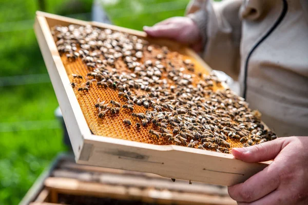 Včelař Ochranném Obleku Vytáhne Medový Rám Včelami Dřevěného Úlu Včelařství — Stock fotografie
