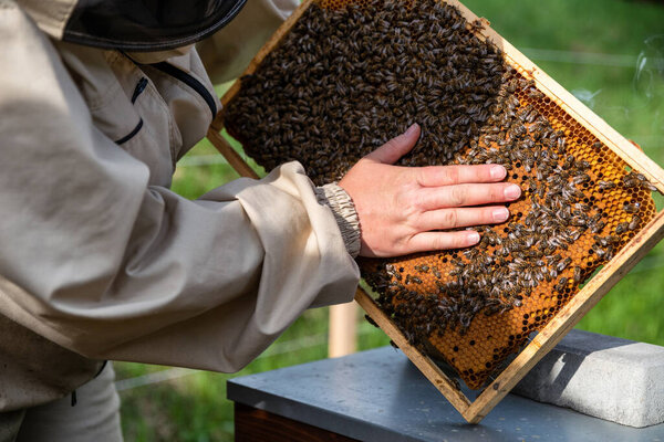 Пчеловод на пасеке. Апиарист, работающий с пчелами и пчелами