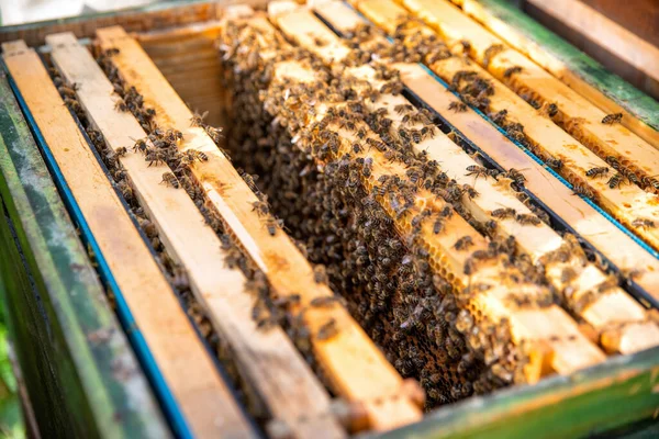 蜂窝中的蜂窝上有许多蜜蜂 — 图库照片