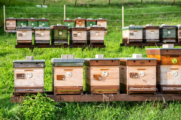 Viele Bienenstöcke Auf Einer Wiese — Stockfoto