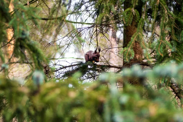 Eating Squirrel Tree Branch Forest — Stock Photo, Image