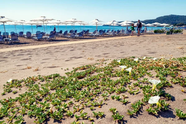 Faliraki Řecko Červen 2022 Kvetoucí Bílé Květy Blízkosti Písečné Pláže — Stock fotografie
