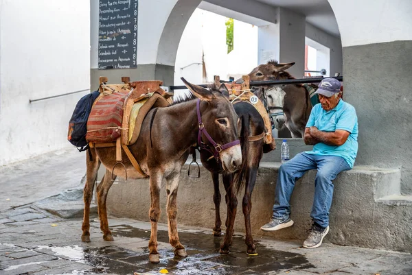 Lindos Greece July 2022 Animal Donkey Taxi Waiting Form Tourists — Stok fotoğraf