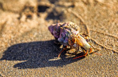 Crab on the sandy beach: marine life