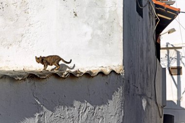 Cat walking on the roof  in Greece