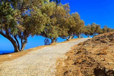 Sidewalk with trees by the side and blue sky