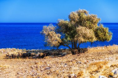 Flock of sheep hidden in the shade under a tree during a hot day
