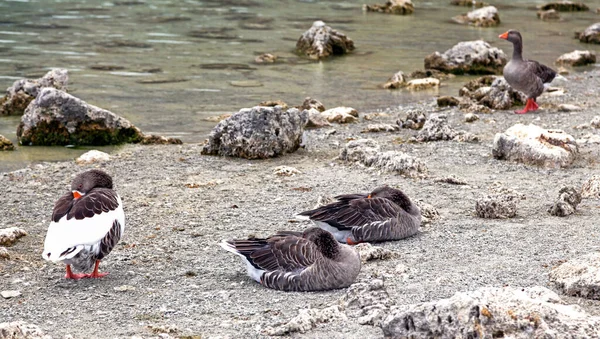 Sleeping Geese Shore Lake Geese Lake Kournas Island Crete Greece — Foto de Stock