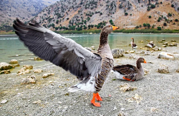 Geese on shore of lake Kournas at island Crete, Greece