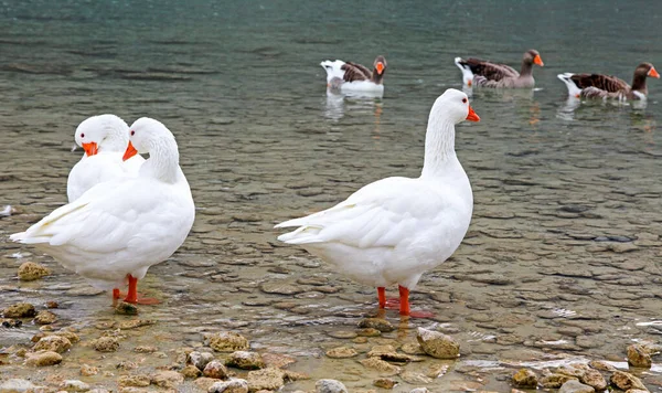 Geese at lake Kournas at island Crete, Greece