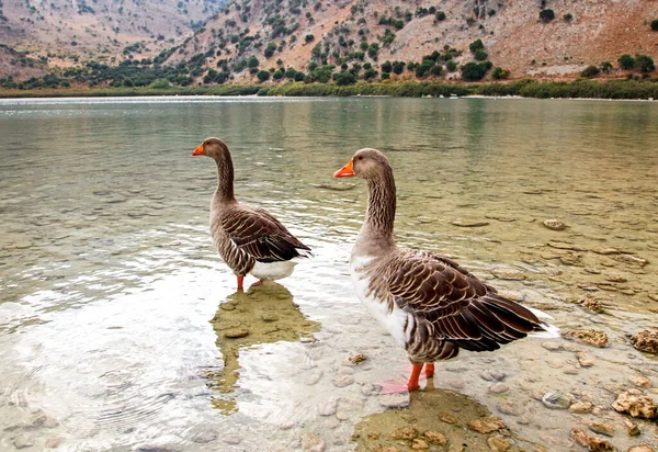 Two geese at lake Kournas at island Crete in Greece