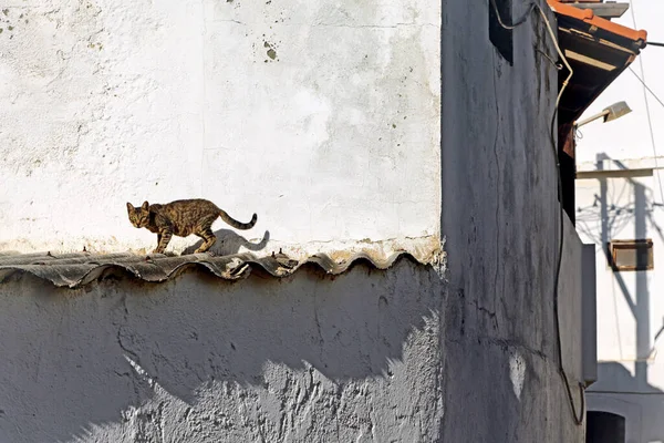 Cat Walking Roof Greece — 图库照片