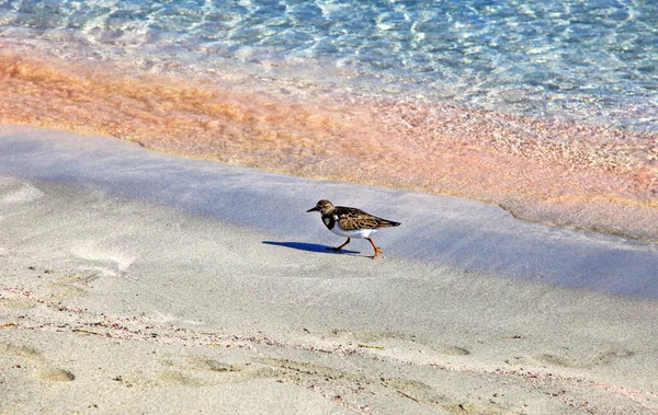 Vogel Het Zandstrand Van Elafonisi Kreta Kreta Griekenland — Stockfoto