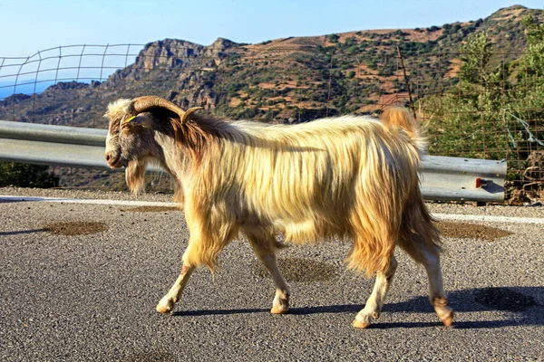 Goat Road Crete Island Greece — Fotografia de Stock