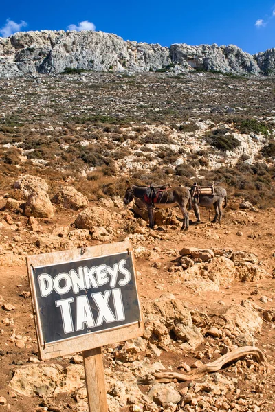 Balos Crete September 2021 Donkey Taxi Resort Balos Crete Island — 图库照片