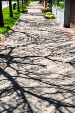 Shadows of trees on sidewalk.