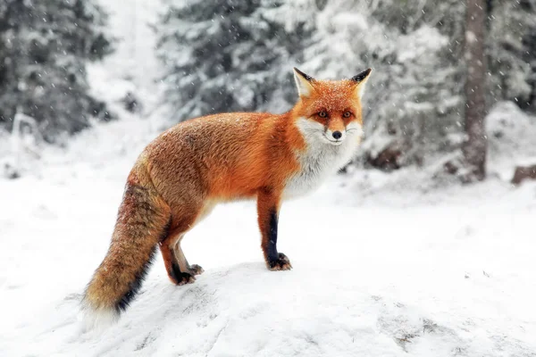 Red Fox Vulpes Vulpes Winter Snowy Forest High Tatras Mountains — Fotografia de Stock