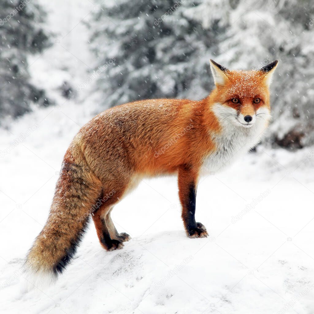 Red fox (vulpes vulpes) in winter snowy scenery