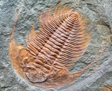 Fosilleşmiş tarih öncesi hayvan - kayadaki trilobit fosili