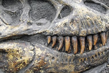 Fosilleşmiş kafatasında dinozor dişleri.