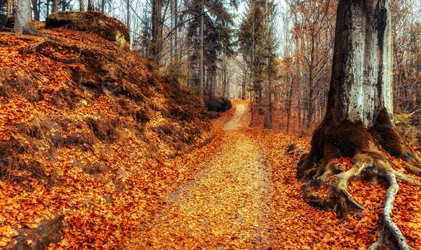 Hojas Coloridas Otoño Árboles Bosque Caducifolio Parque Nacional Suiza Bohemia —  Fotos de Stock