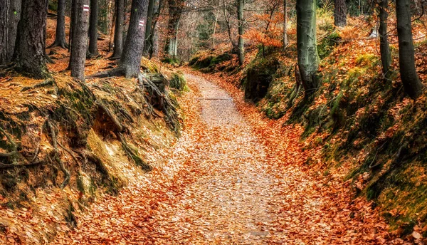 Цветные Осенние Листья Деревьев Лиственных Лесах Чешской Республики Национальном Парке — стоковое фото