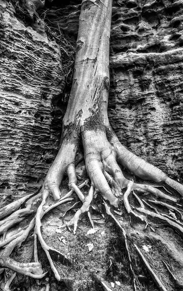 Trunk Deciduous Tree Massive Roots — Stock Photo, Image