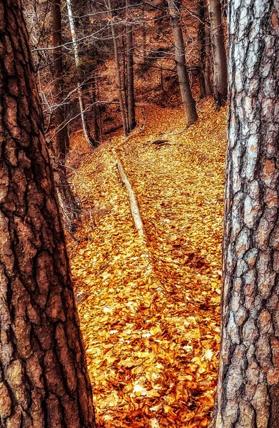 チェコ共和国ボヘミアンスイス国立公園の落葉樹林の山道の木々からカラフルな秋の葉 — ストック写真
