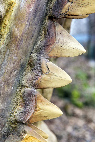 Zavřít Pohled Dinosauří Zuby — Stock fotografie