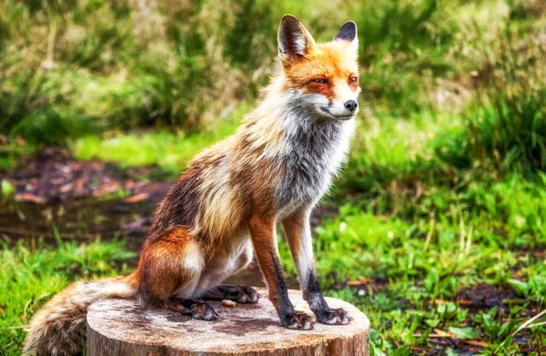 Red Fox Κάθεται Και Ποζάρουν Στο Πράσινο Δάσος — Φωτογραφία Αρχείου