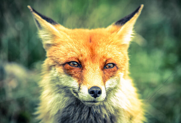 Portait of red fox (vulpes vulpes) in green forest.