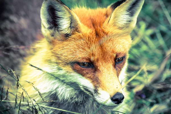 Fuchs Wald Der Hohen Tatra Slowakei — Stockfoto