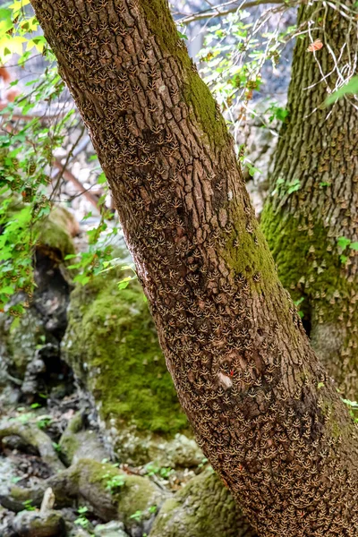 Muitas Borboletas Panaxia Tronco Árvore Vale Borboleta Petaloudes Ilha Rodes — Fotografia de Stock