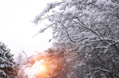 Güneş ağaçların arasından parlıyor. Kış sabahı.