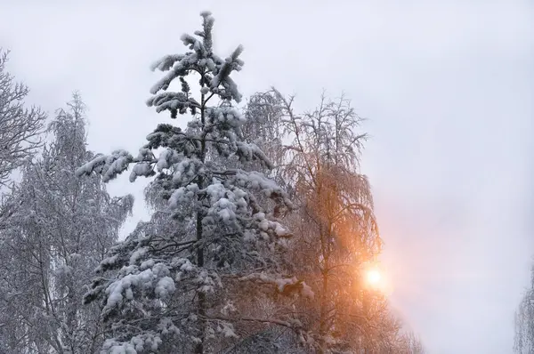 Güneş ağaçların arasından parlıyor. Kış sabahı.