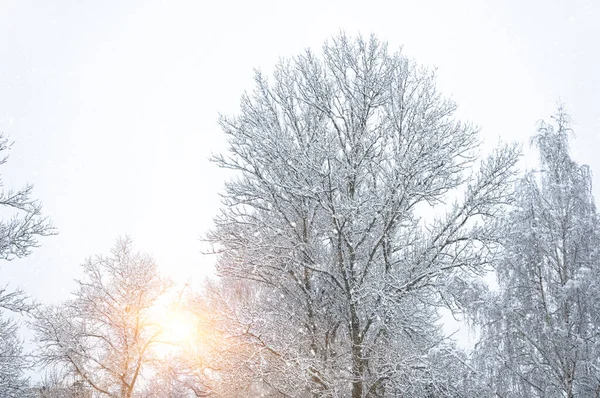 Güneş ağaçların arasından parlıyor. Kış sabahı.