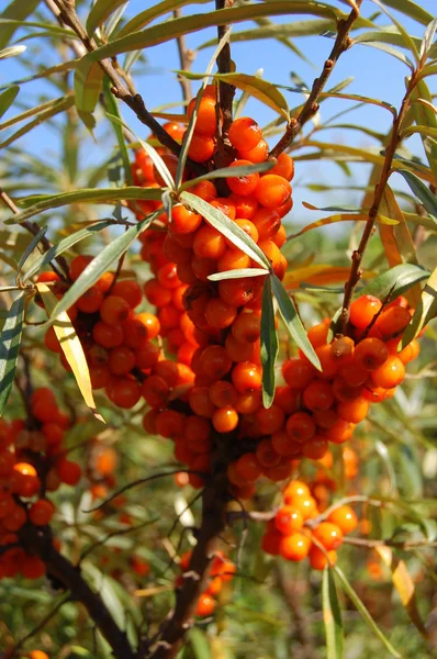 Seabuckthorn — Stockfoto