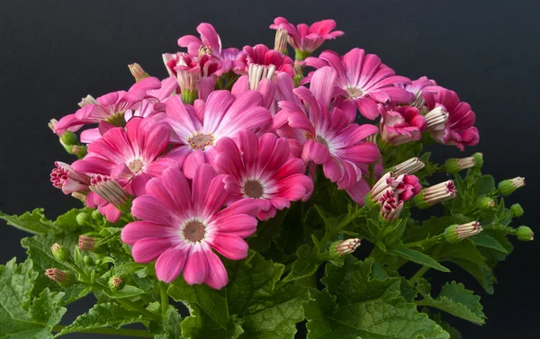 Cineraria Stockbild