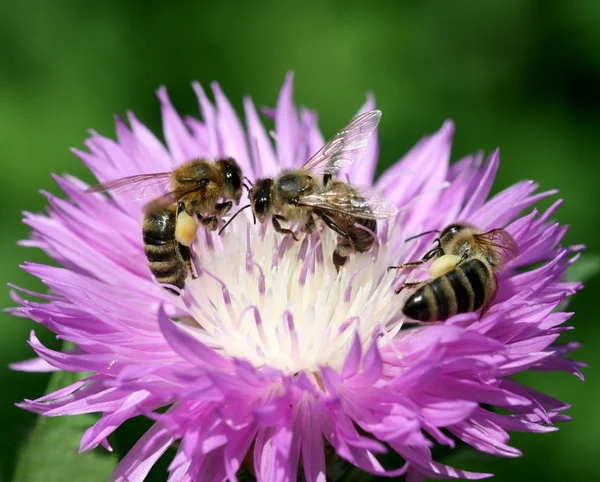 Tři včely na květu — Stock fotografie