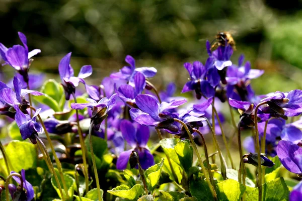 In giardino. — Foto Stock